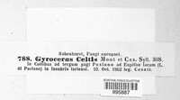 Gyrocerus celtidis image